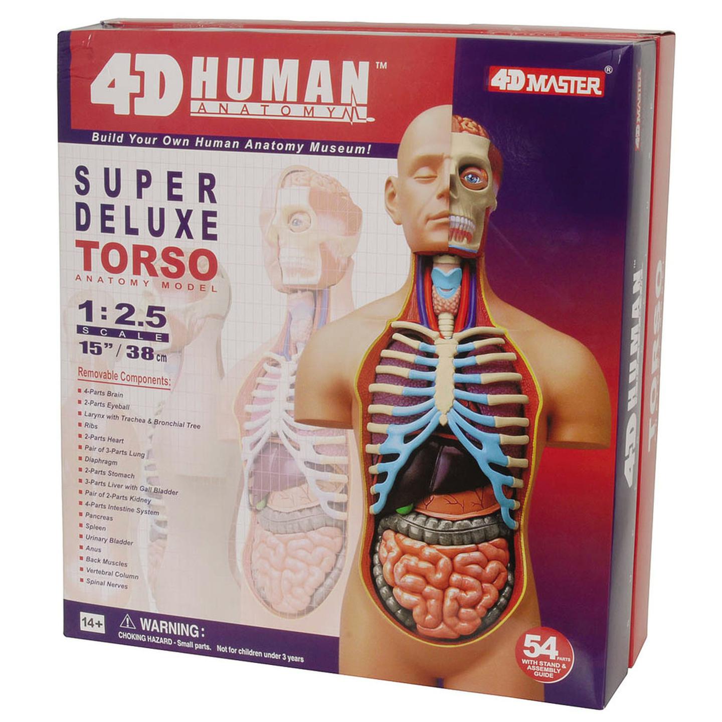 3D Human Torso Anatomy Puzzle