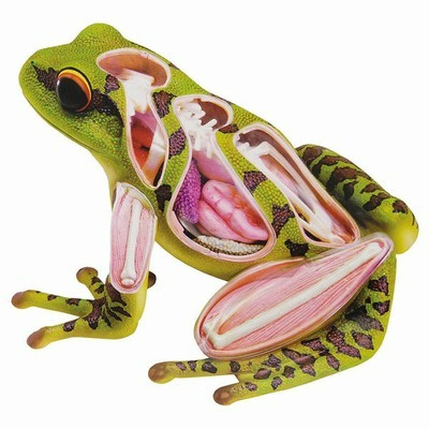 3D Frog Anatomy Puzzle