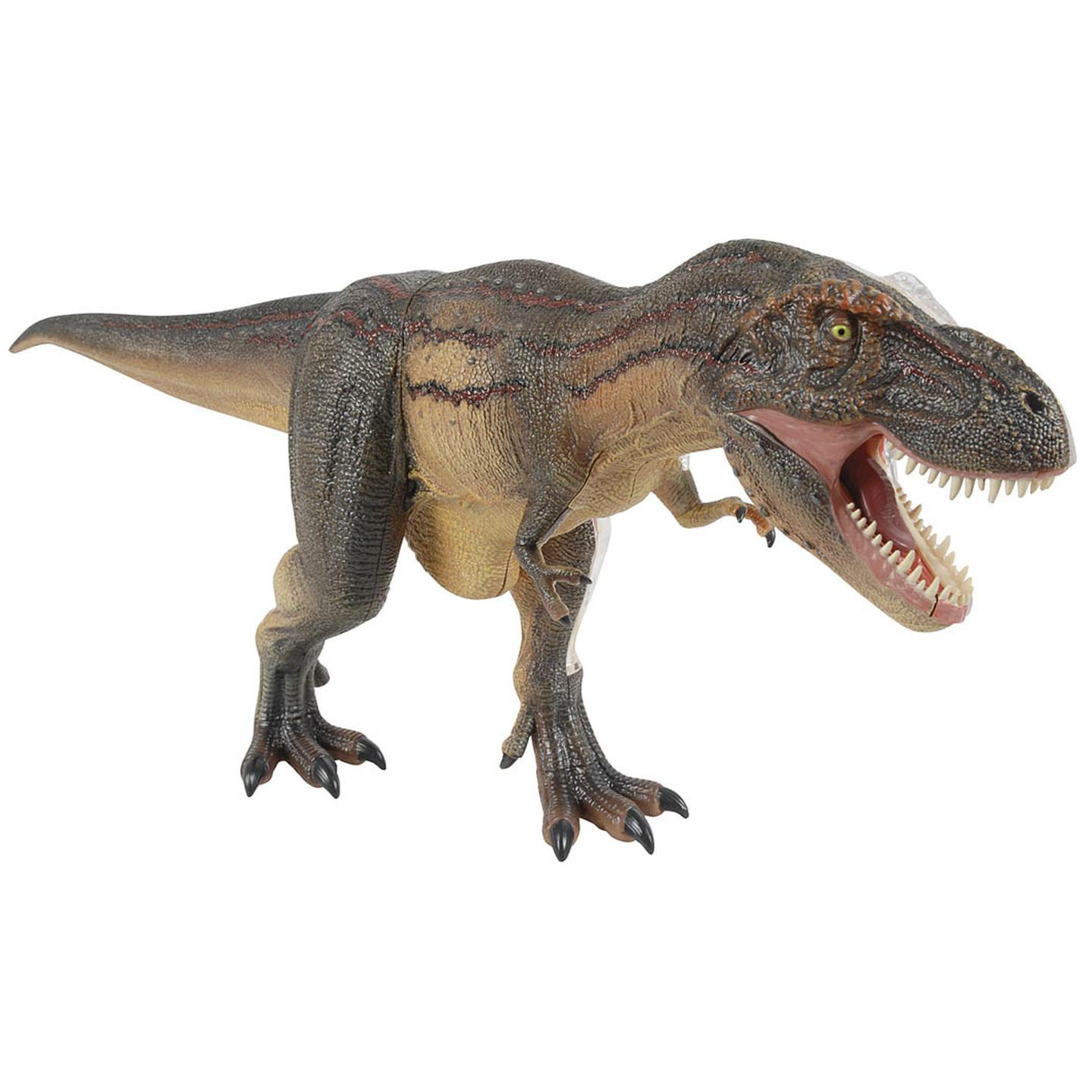 Tyrannosaurus Rex Anatomy Model