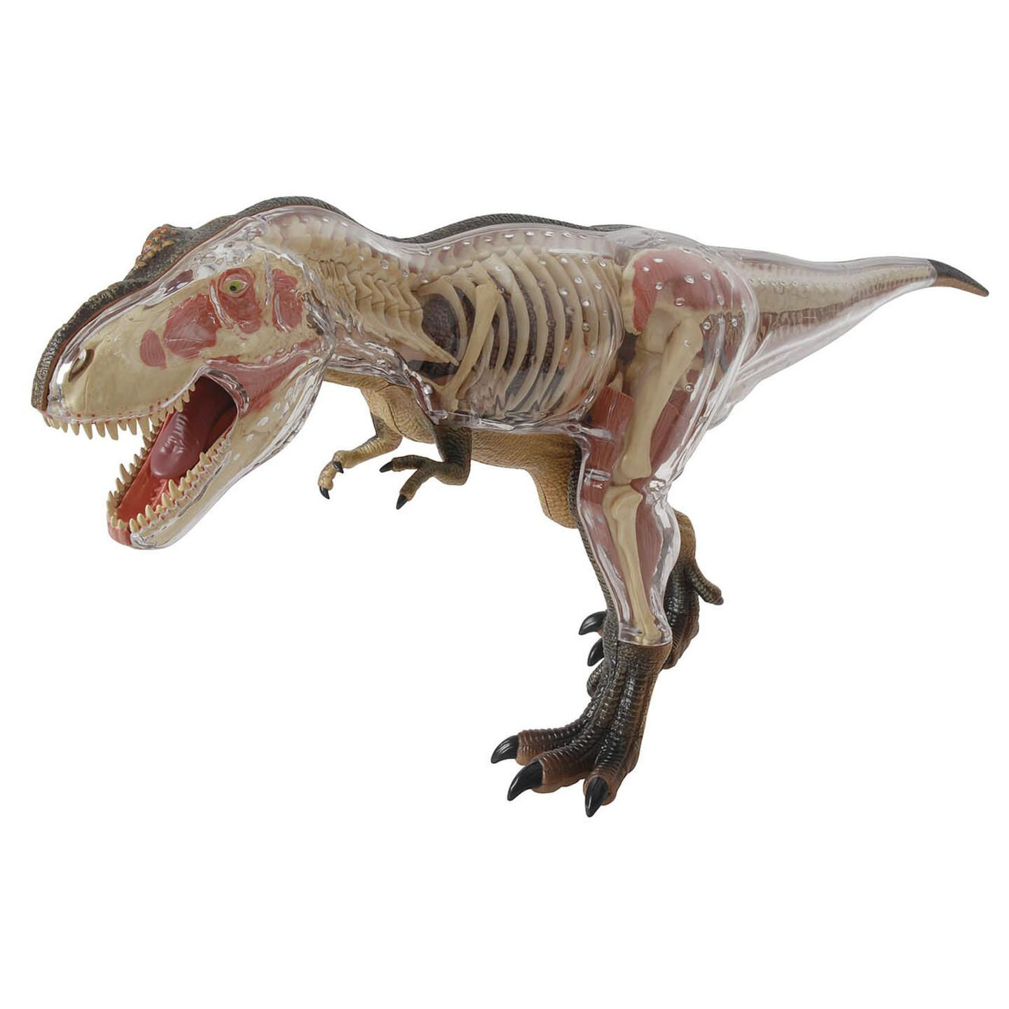 Tyrannosaurus Rex Anatomy Model